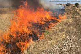 prescribed burning picture