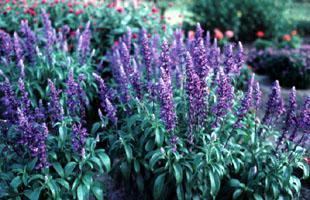 purple flowers