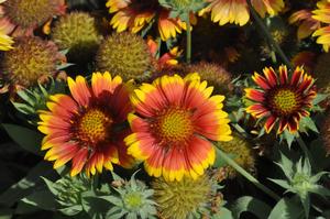 blanket flower