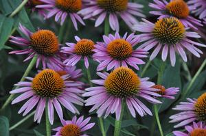 coneflower