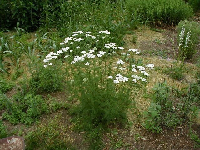 western yarrow